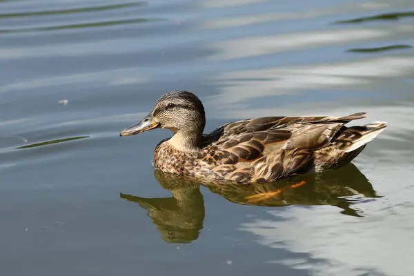 Les Canards Sauvages Nagent Dans Eau Canard Brun Sur Eau — Photo