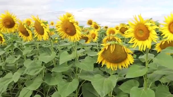 Plantação Girassol Flor Girassol Amarelo Crescendo Paisagem Verão — Vídeo de Stock