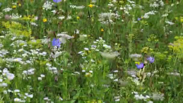 Αγριολούλουδα Λικνίζονται Στον Άνεμο Άγρια Λουλούδια Και Γρασίδι Καλοκαίρι — Αρχείο Βίντεο