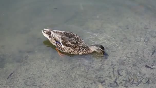 Wildenten Auf Dem Wasser Braune Ente Auf Dem See — Stockvideo