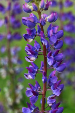 Yazın Lupinus mor çiçeği