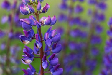 Yazın Lupinus mor çiçeği