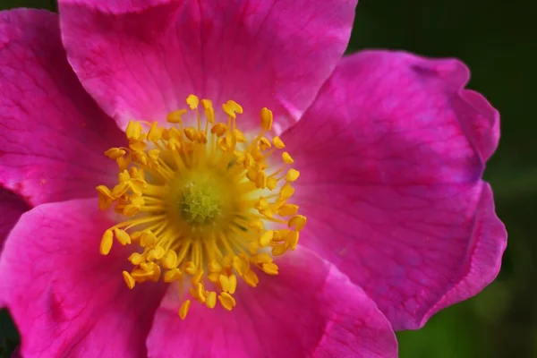 腰のピンクの花を閉じます — ストック写真