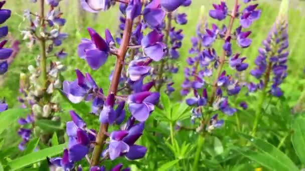 Lupinus Flor Púrpura Verano — Vídeos de Stock