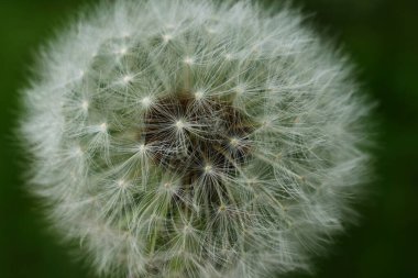 Yeşil arkaplanda beyaz karahindiba