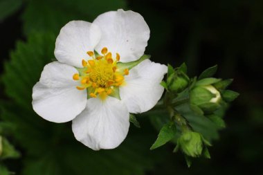 Yeşil arka planda çiçek açan çilekler.