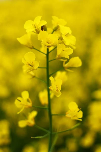 Flor Violación Amarilla Cerca — Foto de Stock