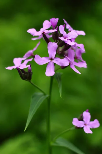 Hesperis Matronalis Fleur Champ Pourpre — Photo