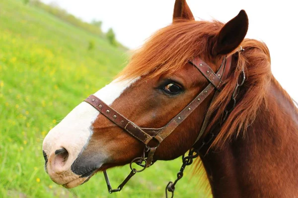 Brown Horse Green Grass — Stock Photo, Image