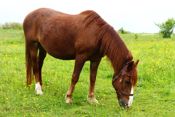 Cavallo Marrone Erba Verde — Foto Stock