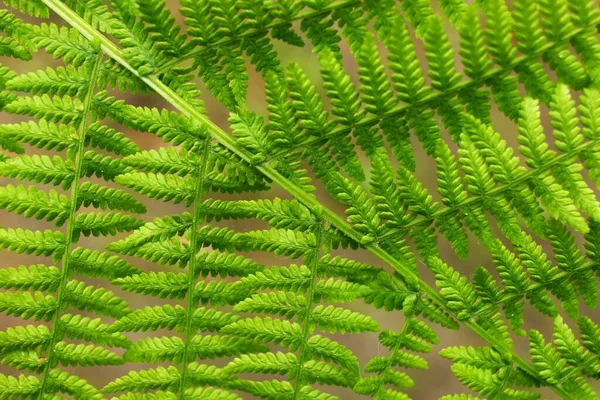 Green Leaves Fern Close — Stock Photo, Image