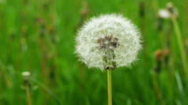 Yeşil arkaplanda beyaz karahindiba