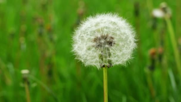 Diente León Blanco Sobre Fondo Verde — Vídeos de Stock