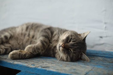 Gri bir kedi güneşli bir yerde, mavi bir ahşap bankta huzur içinde uyur..