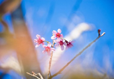 Vahşi Himalaya kirazı (Prunus cerasoides) arka planda mavi gökyüzü olan ağaç dalı