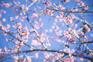 Vahşi Himalaya Kirazı (Prunus cerasoides) mavi gökyüzü arka planlı ağaç dalı