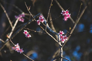 Vahşi Himalaya Kirazı (Prunus cerasoides) ağaç dalı
