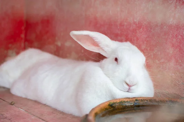 Coniglio Bianco Dagli Occhi Rossi Nuova Zelanda Sdraiato Nella Casa — Foto Stock