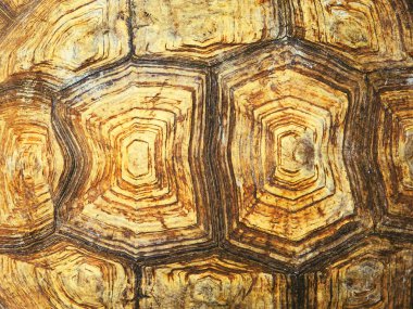 Dev Sulcata kaplumbağasının kaplumbağa deseni.