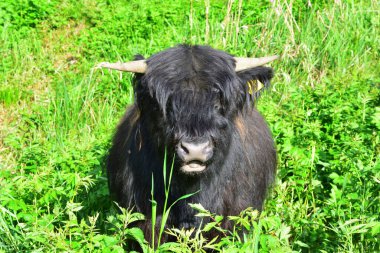 Otlaktaki İskoçya sığırları