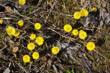Coltsfoot sarı çiçekli bir bitki.