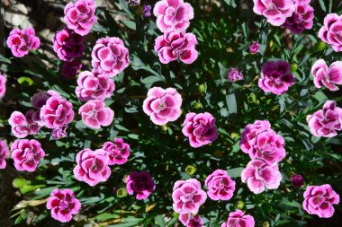 Dianthus pembe öpücükleri mor çiçekli bir bitkidir.