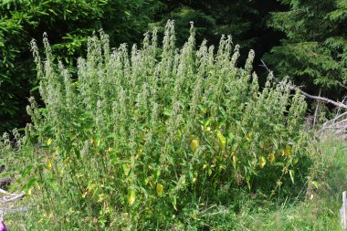 Isırgan otu ya da ısırgan otu yaprağı