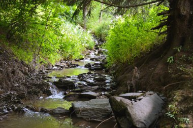 Alçak dağ sırasındaki vahşi ve romantik bir dağ deresinin temiz kaynak suyu.
