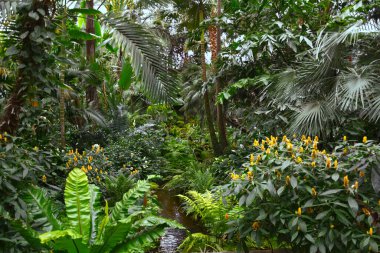 Tropikal evde orman manzarası