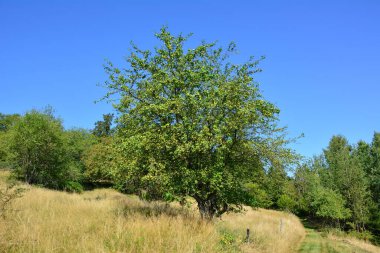 Ağaçtaki bir Avrupa yaban elması