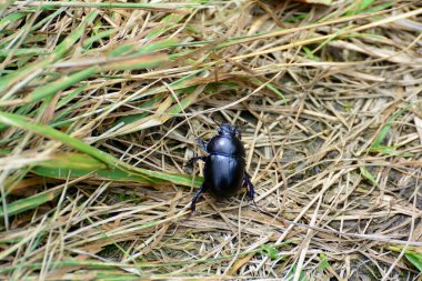 Sıkıcı bok böcekleri.