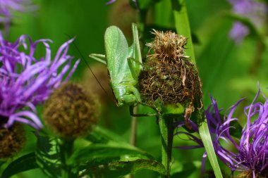  Çayırda yeşil bir cırcır böceği