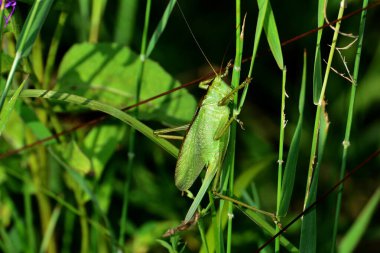 Çayırda yeşil bir cırcır böceği