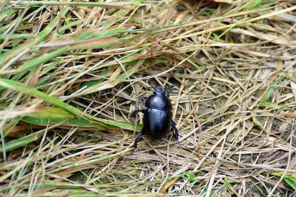 Sıkıcı bok böcekleri.