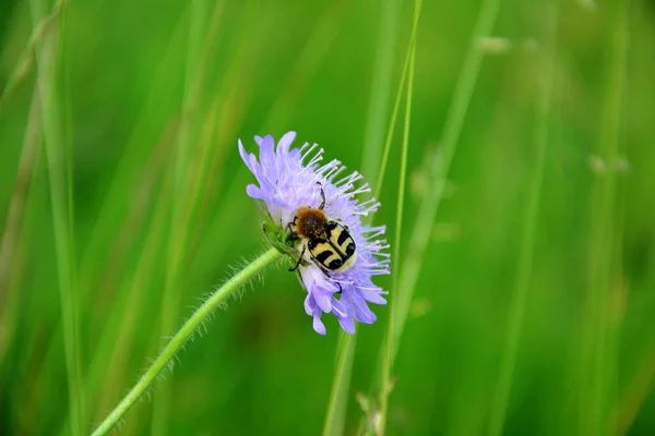 Çiçek Açmış Avrasya Arı Böceği — Stok fotoğraf
