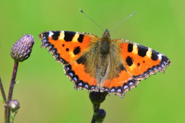 Çiçek açmış küçük kaplumbağa kabuğu.