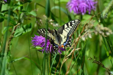 Mor bir çiçekte kırlangıç kuyruğu