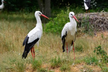 Çayırdaki beyaz leylek