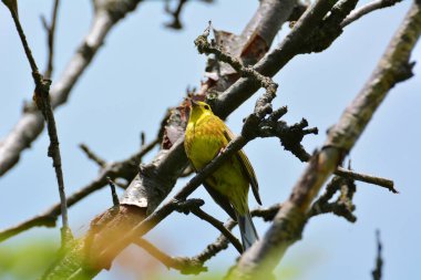 Bir dalda sarı çekiç