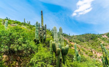 Salta Provence, Arjantin 'deki Parque Nacional Los Cardones Ulusal Parkı' nda renkli dağlar