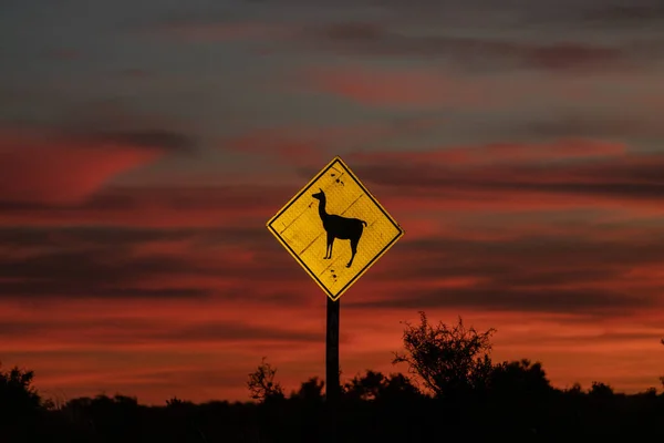 Sinal Estrada Pôr Sol Para Cuidar Vicunas Guanacos Panínsula Valdez — Fotografia de Stock