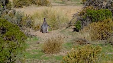 Macellan Pengueni Patagonya, Arjantin, Güney Amerika 'daki Punto Tombo' da çalıların arasında yürüyor