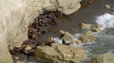 Puerto Madryn, Patagonya, Arjantin, Güney Amerika yakınlarındaki küçük kayalık bir plajda büyük bir grup Sealion 'un orta boy fotoğrafı.