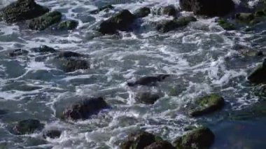 Macellan Pengueni Patagonya, Arjantin, Güney Amerika 'daki Punto Tombo' nun kayalık bir bölgesinde sudan çıkıyor.