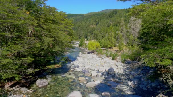 Kot Myjący Się Zielonym Trawniku Pobliżu Bolson Patagonia Argentyna Ameryka — Wideo stockowe