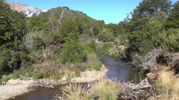 Piccolo Torrente Nella Zona Siete Lagos Vicino Bariloche Argentina Sud — Video Stock