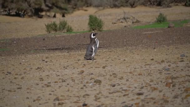 Pinguim Magalhães Caminhando Sobre Superfície Rochosa Punto Tombo Patagônia Argentina — Vídeo de Stock