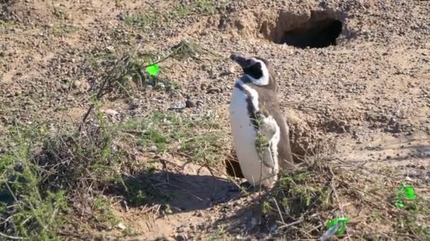 Магеллановий Пінгвін Насолоджується Сонцем Пту Томбо Патагонія Аргентина Південна Америка — стокове відео