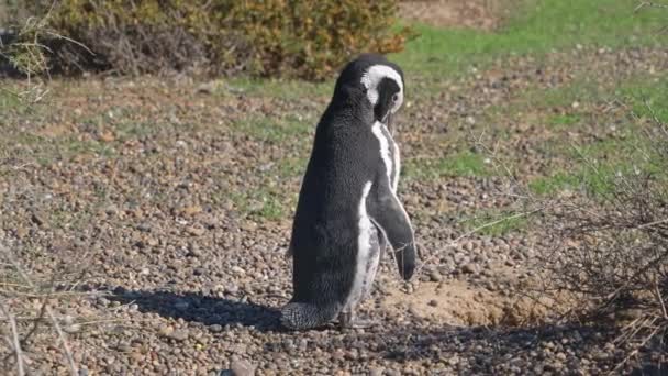 Pingüino Magallanes Lavándose Punto Tombo Patagonia Argentina América Del Sur — Vídeos de Stock