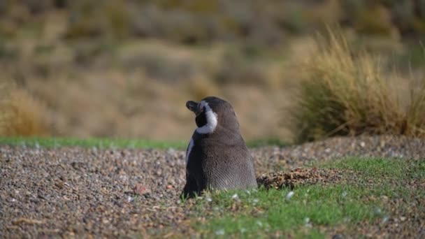 麦哲伦企鹅从巢穴望向位于阿根廷巴塔哥尼亚的蓬托通博 — 图库视频影像